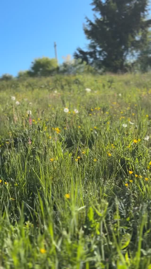 🏕️ Questi sono solo alcuni momenti delle mille attività fatte insieme alle nostre e ai nostri ragazzi una settimana.

Abbiamo condiviso temi come la pace, le scelte, i piccoli draghi che affrontiamo ogni giorno.
🐉 Attraverso la leggenda di San Giorgio, ma non solo.

Vuoi conoscere meglio le nostre attività?
E scoprire se potrebbero essere occasioni di crescita per te o i tuoi bimbi?
Continua a seguirci, ti raconteremo presto nuove avventure.

#scoutlaici #volontariato #sanmartinobuonalbergo #Illasi